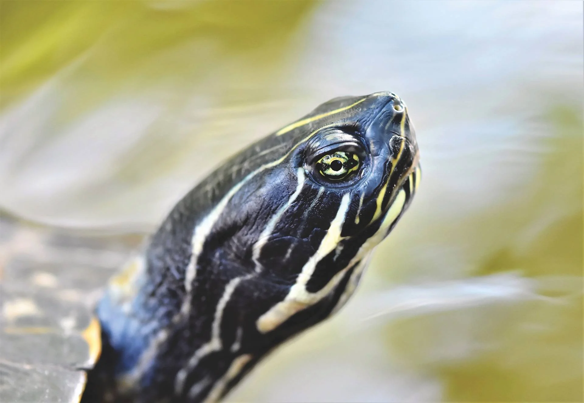 A striped turtle peeking above the waterline