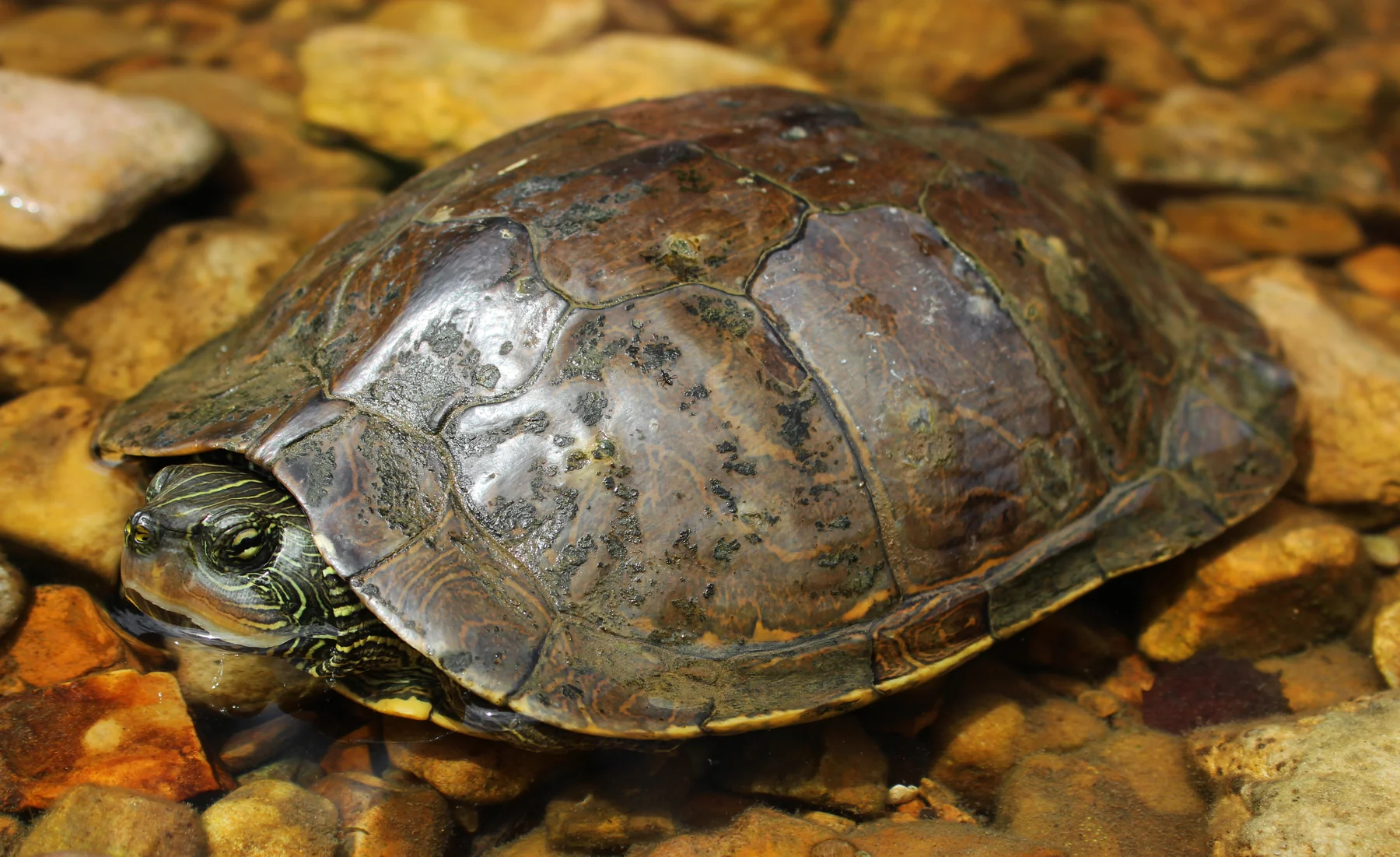 A map turtle resting in shallow water over amber stones
