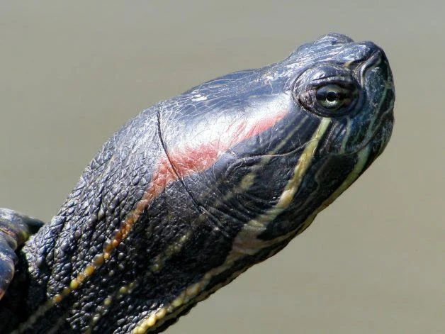 A red-eared slider head in side profile, showing its red ear marking.