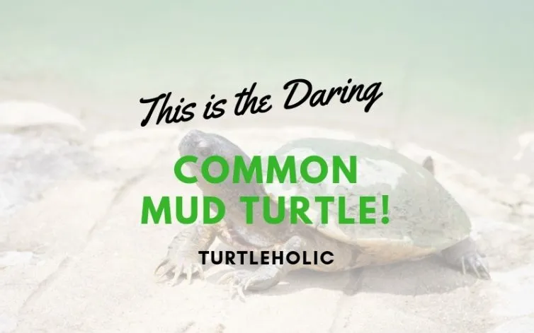 This is the Daring Common Mud Turtle main picture