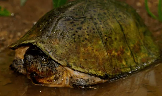baby razor backed musk turtle