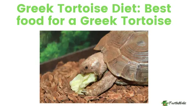 Greek Tortoise Diet