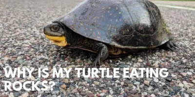 Why is My Turtle Eating Rocks link picture