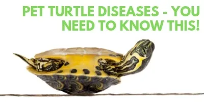 Pet Turtle Diseases You Need to Know This link picture