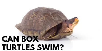 Can Box Turtles Swim link picture