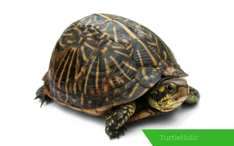 Box Turtle Content