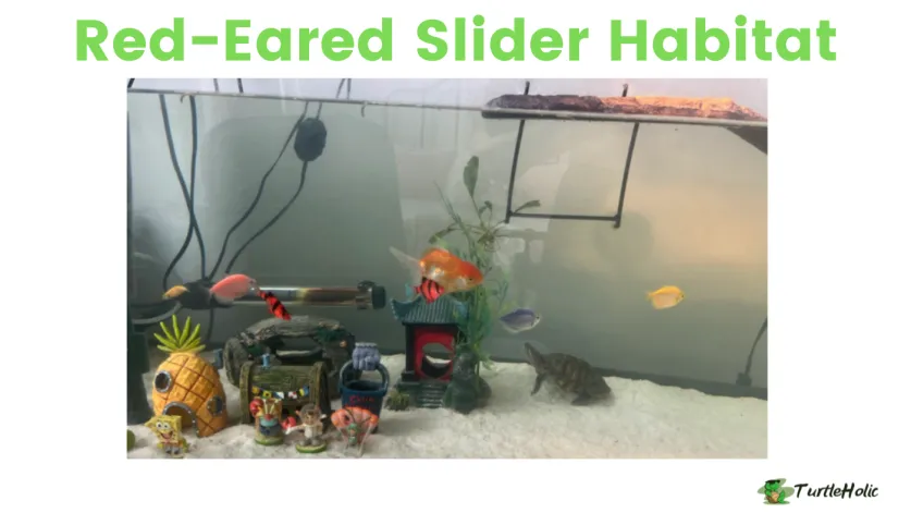 Red-Eared Slider Habitat
