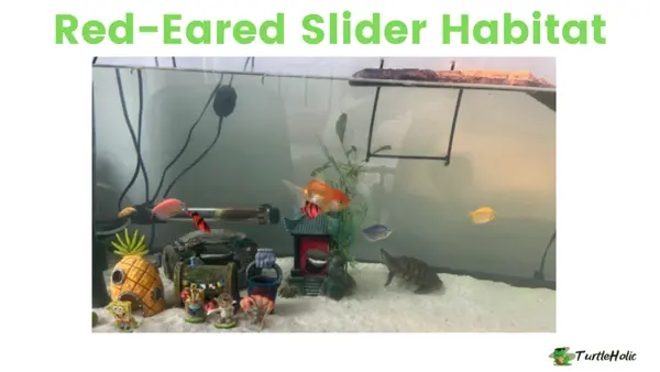 Red-Eared Slider Habitat