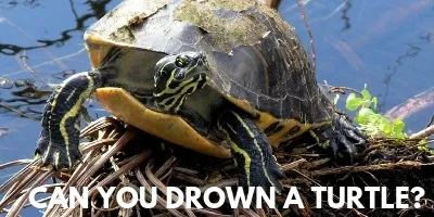 Can You Drown a Turtle The Startling Truth link picture