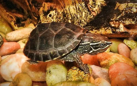 common musk turtle 40 gallons