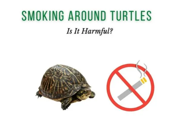 is it harmful to smoke around pet turtles