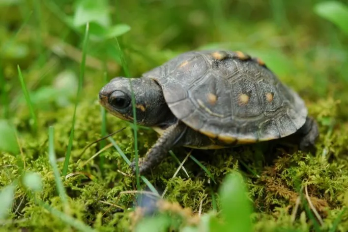 Where Can I find turtles