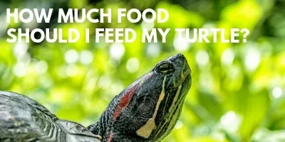 Just How Much Food Should I Feed My Turtle link picture