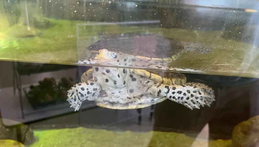 where to buy diamondback terrapin