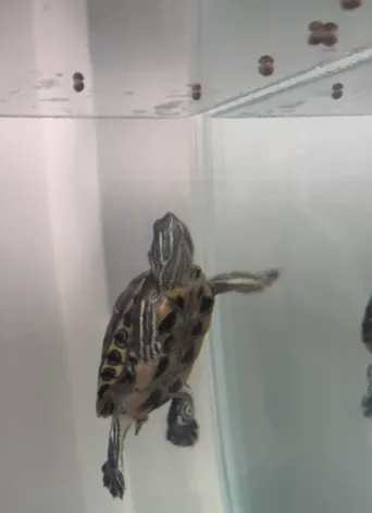 yellow belly turtle food