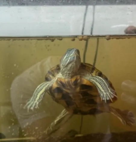 turtle looking at pellets