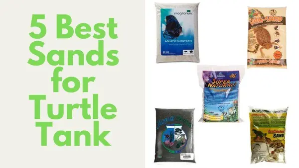 Best Sand for Turtle Tank