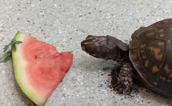 what fruits can box turtles eat