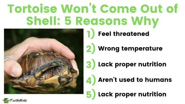 Tortoise Won’t Come Out of Shell
