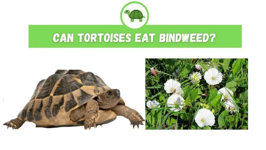 Can Tortoises Eat Bindweed?