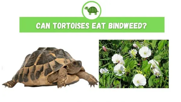 Can Tortoises Eat Bindweed?
