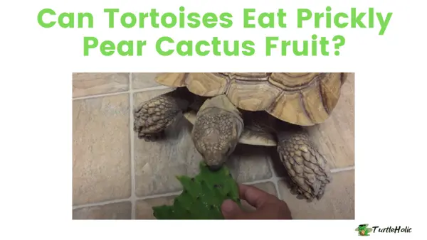 can tortoise eat prickly pear cactus