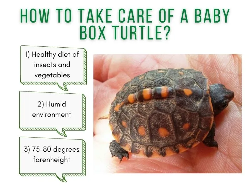 How To Take Care Of A Baby Box Turtle