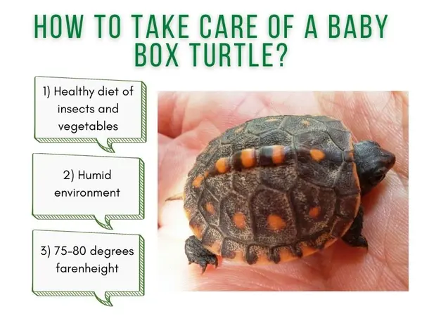How To Take Care Of A Baby Box Turtle