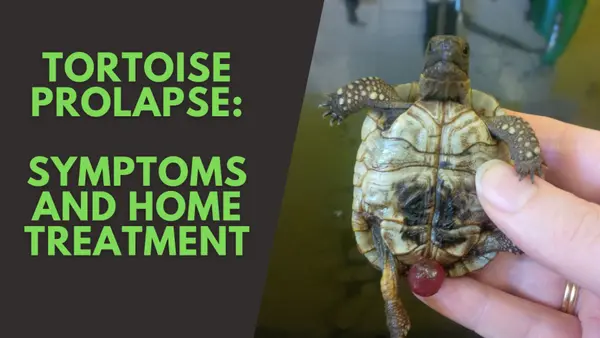 Tortoise Prolapse Home Treatment