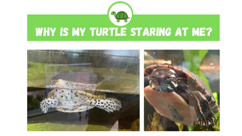 Why Does My Turtle Stare at Me