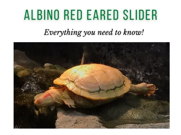 albino red eared slider