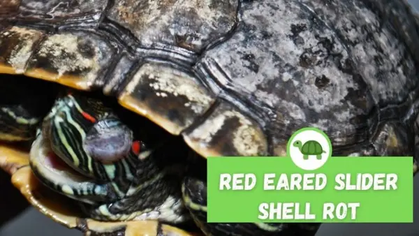 Red Eared Slider Shell Rot