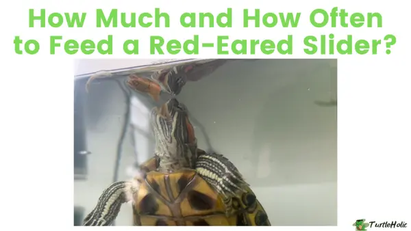 how often to feed red eared slider