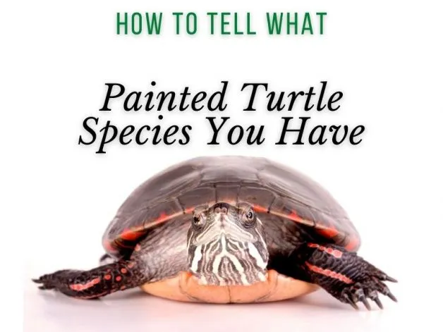 How to Tell What Painted Turtle Species You Have Main Picture