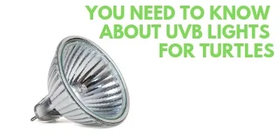 You Need to Know About UVB Lights for Turtles link picture