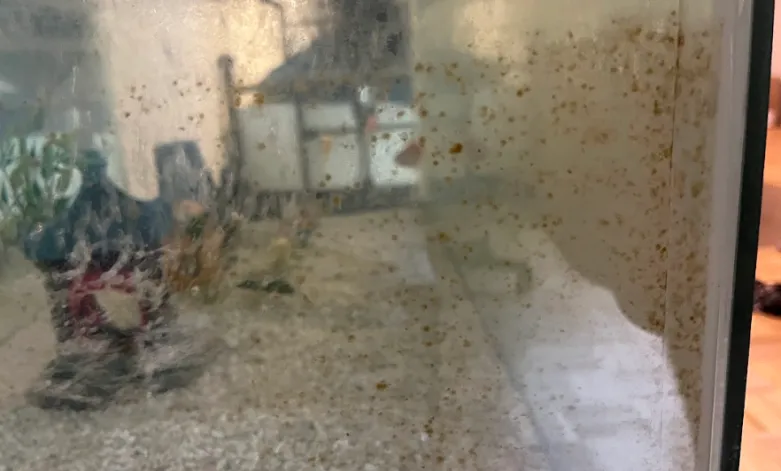 brown algae turtle tank