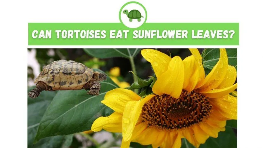 Can Tortoises Eat Sunflower Leaves