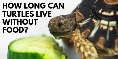 How Long Can Turtles Live Without Food link picture