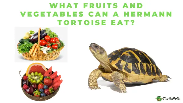What Fruits and Vegetables can a Hermann Tortoise Eat