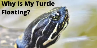 Why Is My Turtle Floating_ The Startling Truth Link Picture