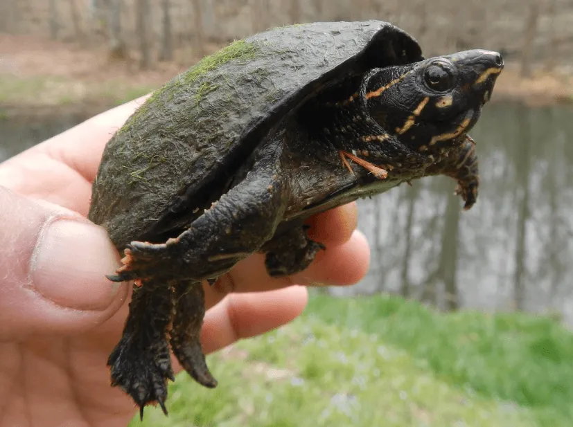 what does an eastern musk turtle look like