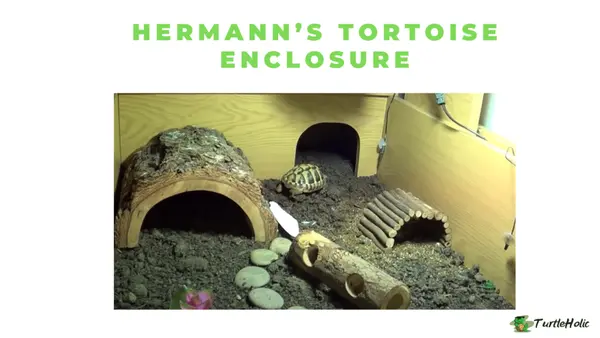 Hermann’s Tortoise Enclosure