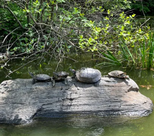 red-eared slider natural habitat