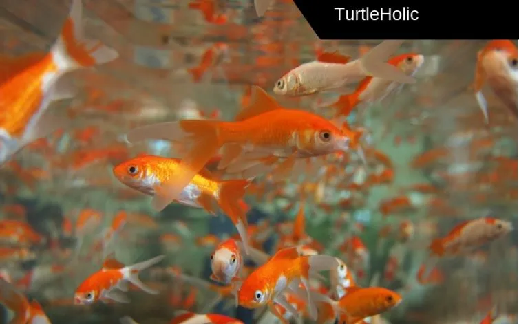 feeder fish for turtles content