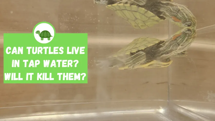 will tap water kill my turtle