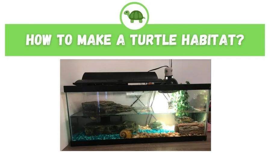 How to Make a Turtle Habitat?