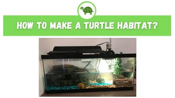 How to Make a Turtle Habitat?
