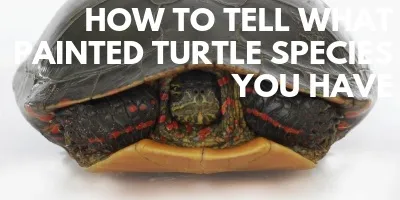 How to Tell What Painted Turtle Species You Have link picture