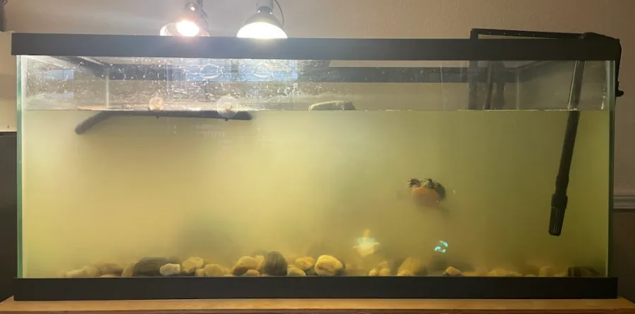 fish tank filter in turtle tank