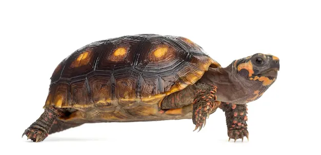 A red-footed tortoise